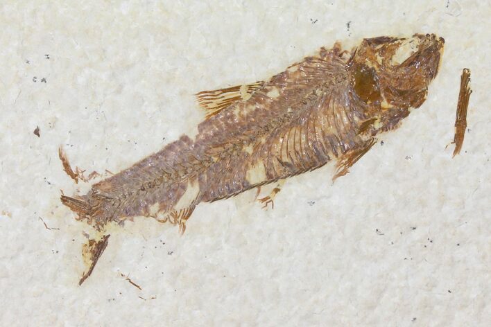Bargain, Fossil Fish (Knightia) - Green River Formation #133940